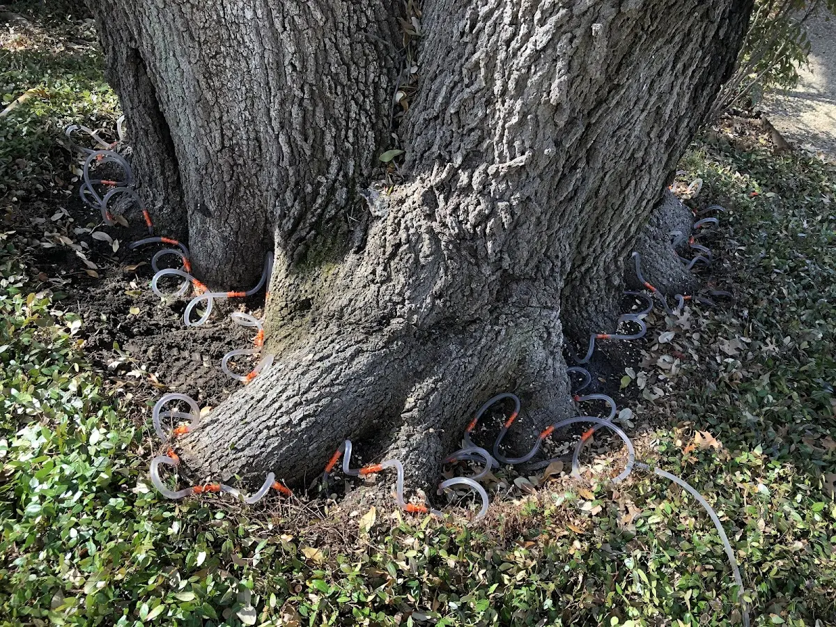 Detailed Tree Cabling and Bracing job site in Farragut