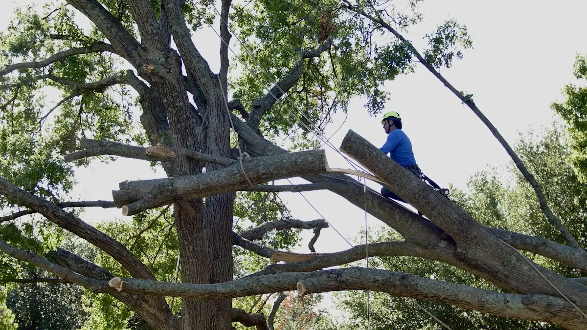Professional Crown Thinning performed by certified arborists in Farragut