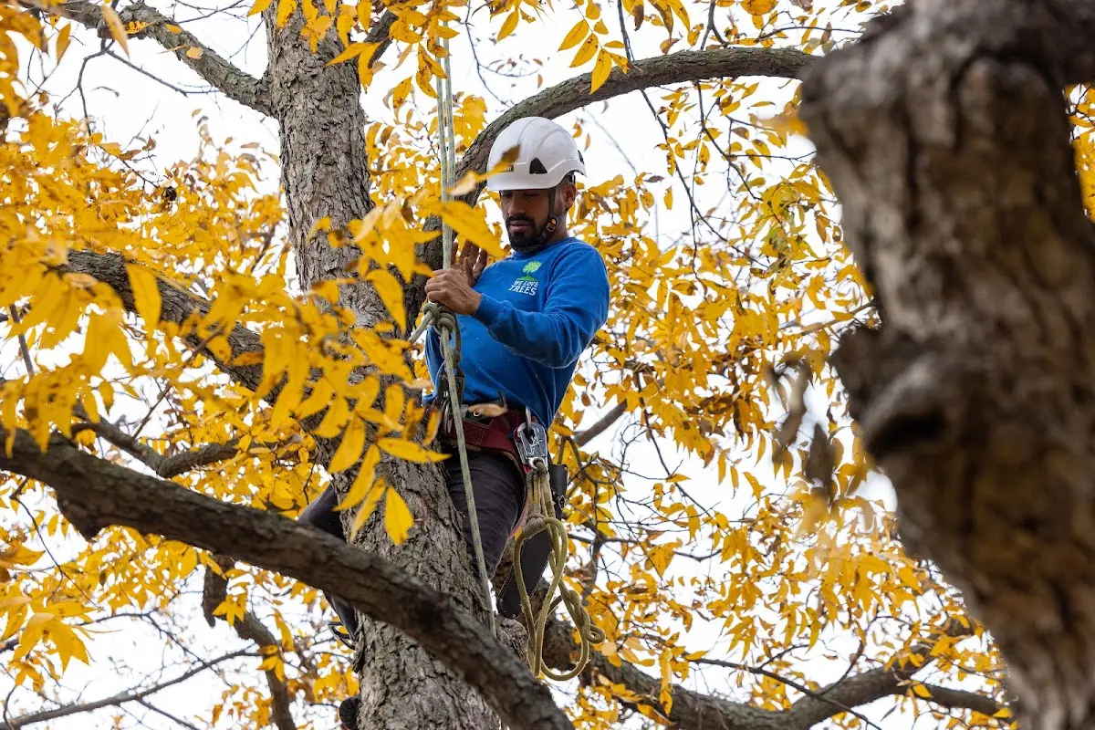 Skilled Tree Transplanting crew working in Farragut